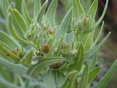 Lithospermum ruderale