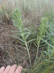 Lithospermum ruderale