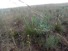 Lithospermum ruderale