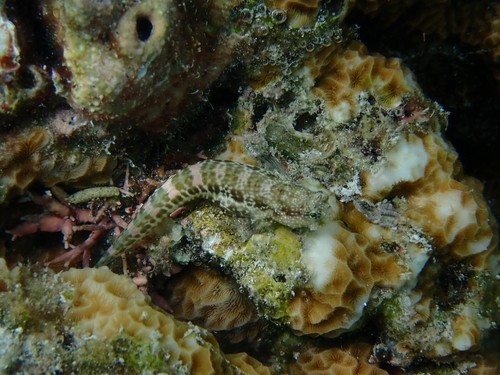 Patzner's Blenny — seen at this dive site