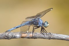 Libellula comanche