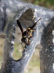 Ancistrocerus spinolae