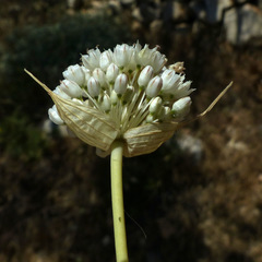 Allium pallens