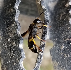 Ancistrocerus spinolae