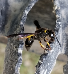 Ancistrocerus spinolae