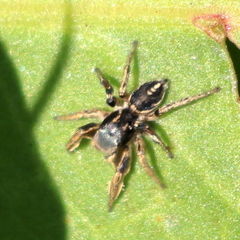 Habronattus schlingeri