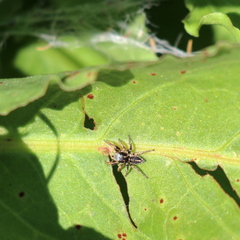 Habronattus schlingeri