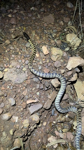 Black-headed Python sighting