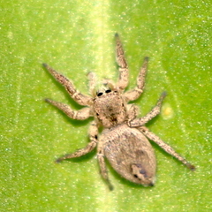 Habronattus schlingeri
