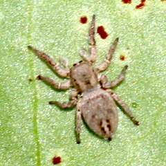 Habronattus schlingeri