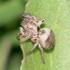 Habronattus schlingeri