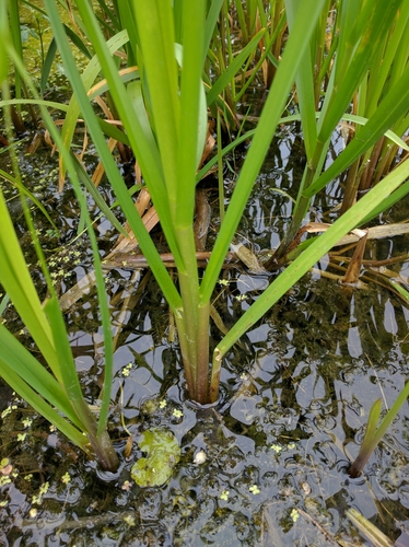 reed meadowgrass