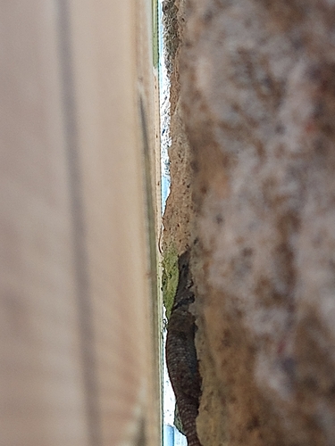Central Plateau Torquate Lizard, Sceloporus melanogaster