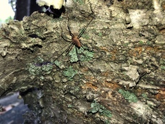Leiobunum calcar