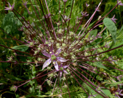 Allium schubertii