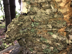 Leiobunum calcar