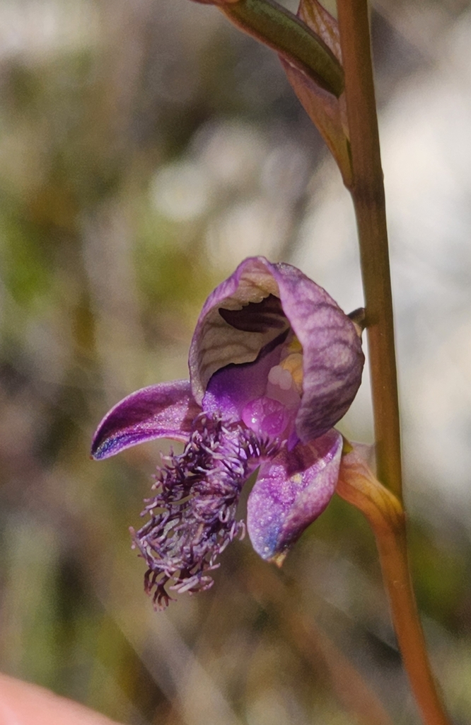 Blue Bonnet Disa from Breede River DC, South Africa on November 30 ...