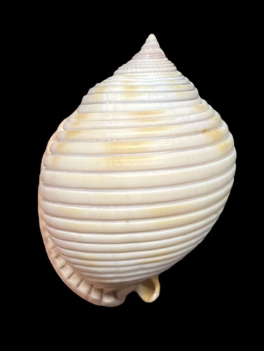 Semicassis umbilicata observed 2012-11-05