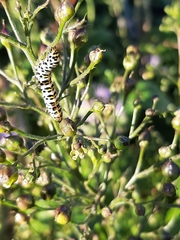 Cucullia scrophulariae
