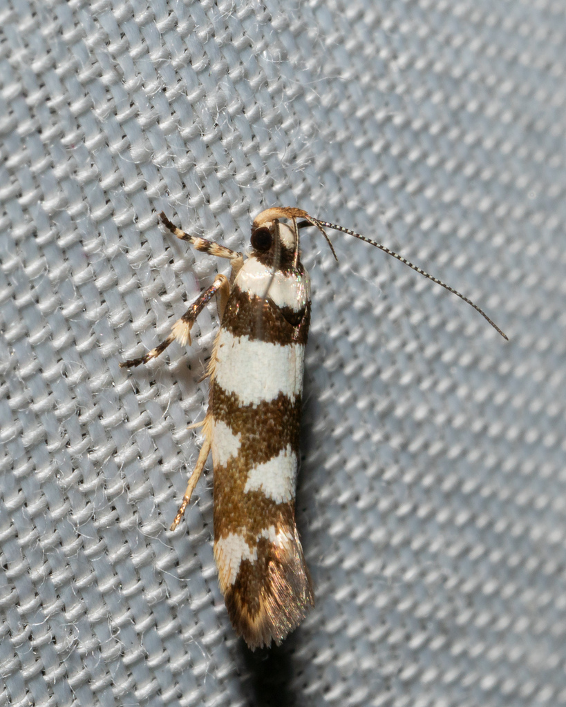 Macrobathra melanomitra