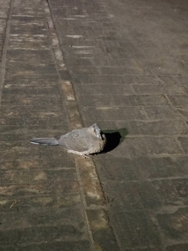 Spotted Dove