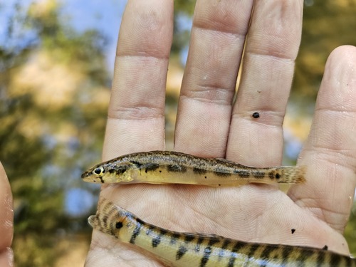 Blackside darter (Percina maculata) — Percidae — 3