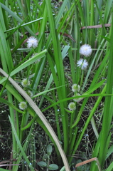 Sparganium emersum