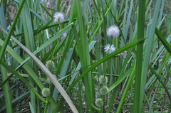 Sparganium emersum