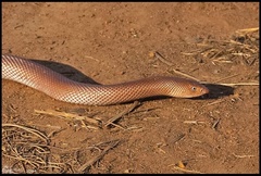 Ethiopian Hook-Nosed Snake photo 1
