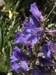 Penstemon leiophyllus