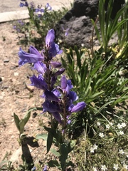 Penstemon leiophyllus