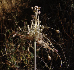 Allium galileum