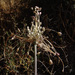 Allium galileum - Photo (c) Ron Frumkin, algunos derechos reservados (CC BY-NC), subido por Ron Frumkin