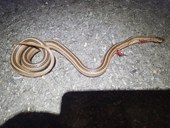 Eirenis decemlineatus