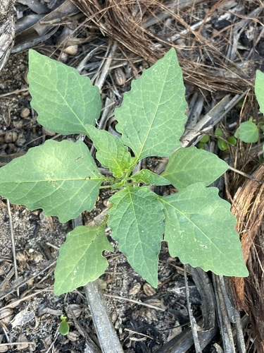 American Black foliage