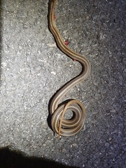 Eirenis decemlineatus