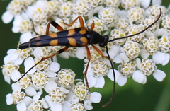 Strangalia attenuata
