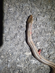 Eirenis decemlineatus