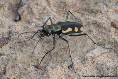 Cicindela tritoma