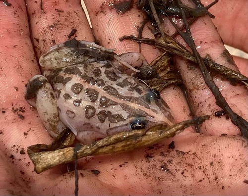 Spotted Marsh Frog, Northern Ward, Brighton, VIC, AU, photo 7 of 10