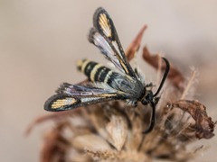 Bembecia himmighoffeni