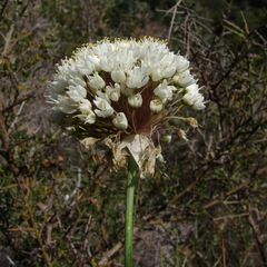Allium carmeli