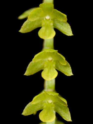 Dendrochilum filiforme