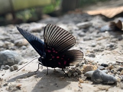 Lyropteryx apollonia