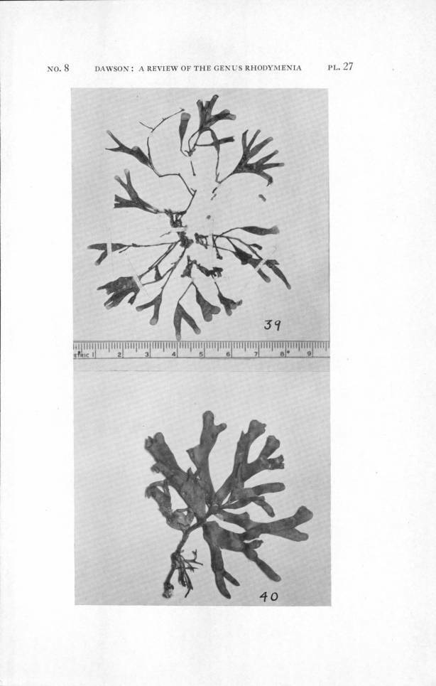 Rhodymenia leptophylla
