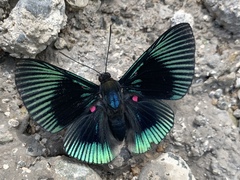 Lyropteryx apollonia