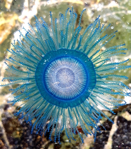 Blue Button (Porpita porpita)