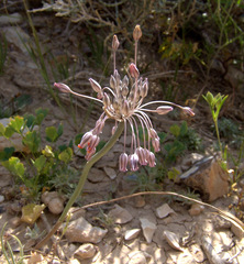Allium desertorum