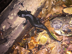 Salamandra atra