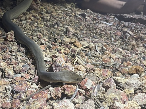 Olive Python sighting